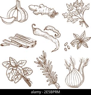 Hand drawn herbs leaves and roots spices set in retro style isolated vector illustration Stock Vector