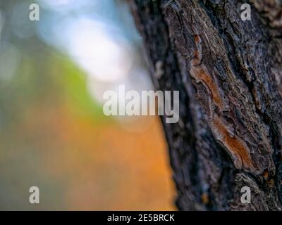 Injured and Wrinkled. A pine trunk with its hard bark full of wrinkles against the soft patterns created by the light in the background. Stock Photo