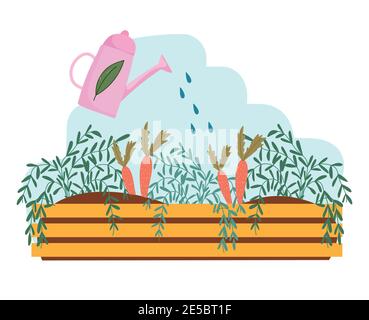 Gardening watering can sprays water to carrot grown vector illustration Stock Vector