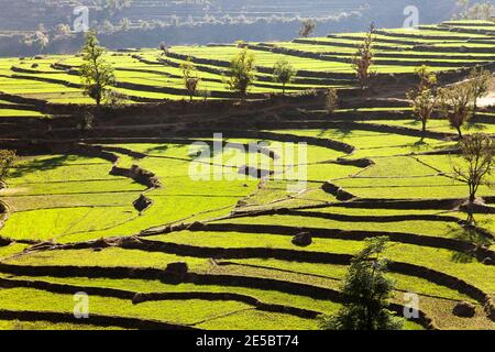 green terraced field of rice in nepal Stock Photo