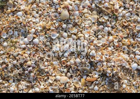 Small seashells on the beach coast Stock Photo