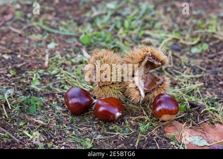 Chestnuts on the ground in the Monte Amiata forest, Tuscany, Italy Stock Photo