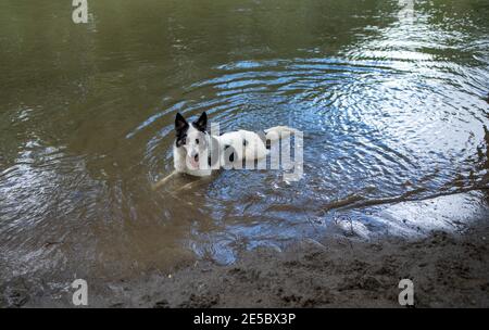 dog resting in the water Stock Photo