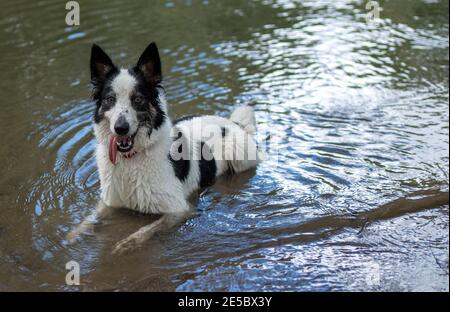 dog resting in the water Stock Photo