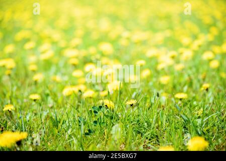 Summer concept. Yellow defocus sunny day. Blurred background of dandelion field. Meadow of bright yellow dandelions, green grass with bokeh effect Stock Photo