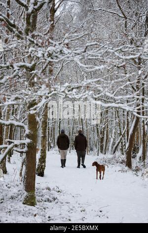Dog walkers on snow covered woodland footpath, Snelsmore Common, Newbury, Berkshire, England, United Kingdom, Europe Stock Photo