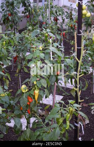 chili plant Stock Photo