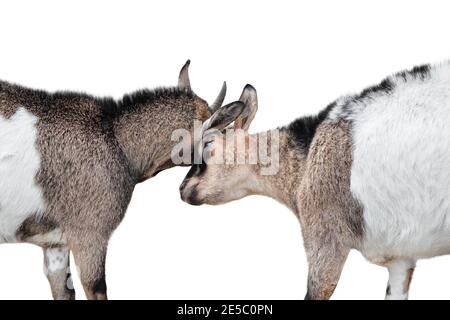 Two goats fighting isolated on white. Farm animals Stock Photo