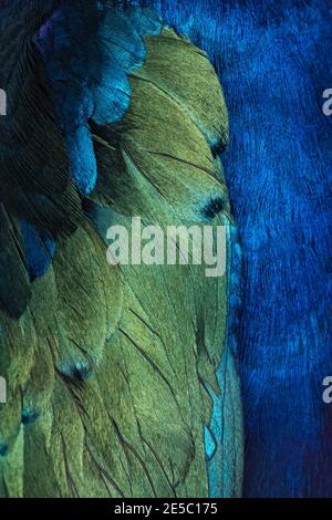 Full frame purple starling aka Lamprotornis purpureus bird feathers. Stock Photo