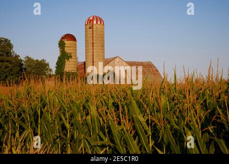 Farm buildings in the distance behind a corn field in golden hour light Stock Photo