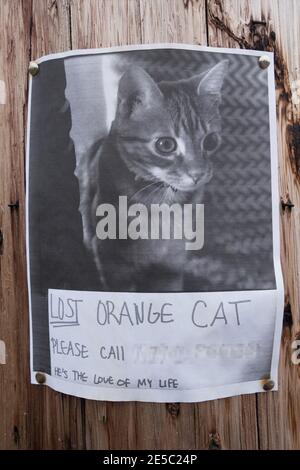 A missing cat sign with a photo with the message "He's the Love of My Life" tacked to a pole. Stock Photo