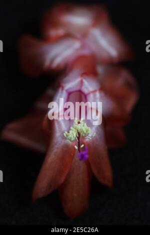 Close up of a Schlumbergera flower. Stock Photo