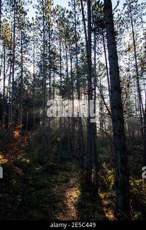 Early morning sunlight filtering through pine trees and making rays of light on dirt road Stock Photo