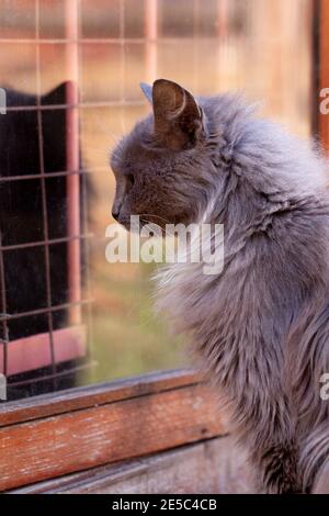 Grey smoky fluffy cat in profile next to window and its reflection, outdoors, vertical photo Stock Photo
