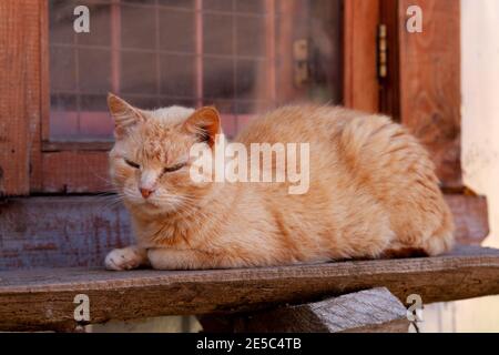 Red striped cat lies on wooden bench near country house window with metal grating inside, outdoors, vertical photo Stock Photo