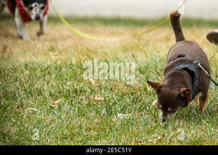 Two dogs, with one dog sniffing the grass. Stock Photo
