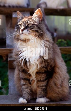 Important long-haired white-breasted cat sits and looks in village countryside on wooden bench, outdoors, vertical photo Stock Photo
