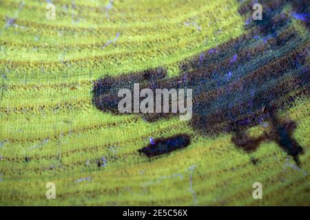 The grain of black locust wood under UV light, displaying characteristic green fluorescence. Stock Photo