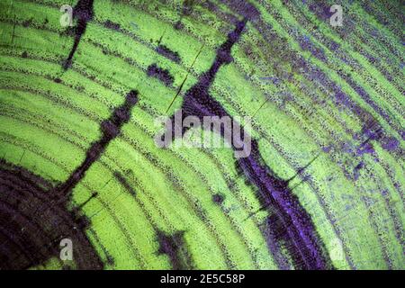 The grain of black locust wood under UV light, displaying characteristic green fluorescence. Stock Photo