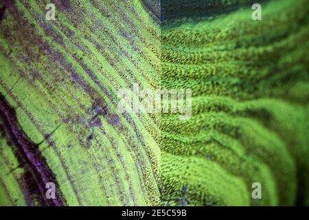 The grain of black locust wood under UV light, displaying characteristic green fluorescence. Corner detail. Stock Photo