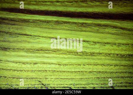 The grain of black locust wood under UV light, displaying characteristic green fluorescence. Stock Photo