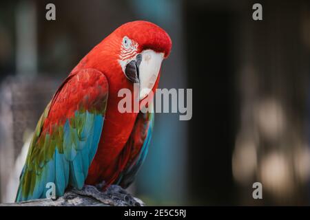 Scarlet macaw parrot close up in the wild outdoor Stock Photo