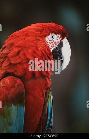 Scarlet macaw parrot close up in the wild outdoor Stock Photo