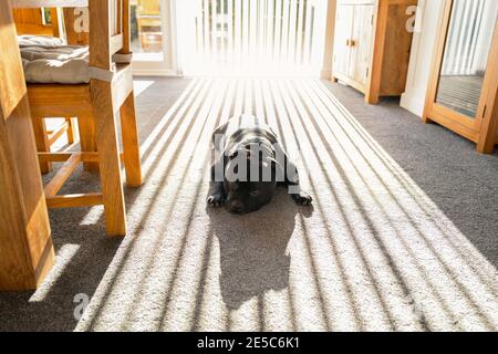 Staffordshire Bull Terrier dog lying on a carpetted floor indoors with the vertical shadows of window blinds caused by bright sunlight coming through Stock Photo