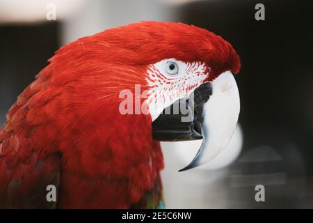 Scarlet macaw parrot close up in the wild outdoor Stock Photo