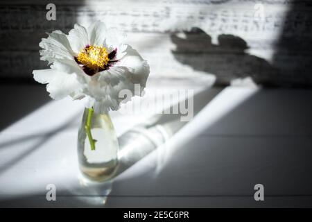 Paeonia suffruticosa white peony flower bouquet of spring flowers In glass vase with shadow, reflection in form of angel. Blooming spring flower with Stock Photo