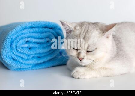 Cute sleeping kitten with roll of blue towel, on white background Stock Photo