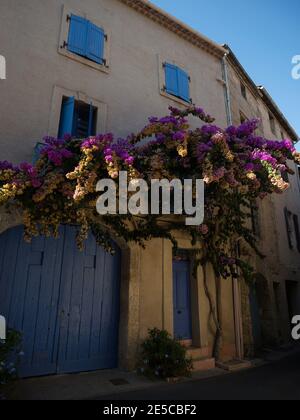 Panorama view of pink purple yellow wisteria flower plant on historic old house building wall exterior facade door entrance mediterranean village town Stock Photo