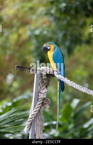 A blue and yellow macaw sits on a rope in Jardin de Balata, Martinique Stock Photo