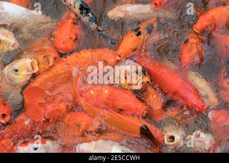 Koi Fish feeding in a koi pond in the Jardin de Belata, Martiniqu Stock Photo