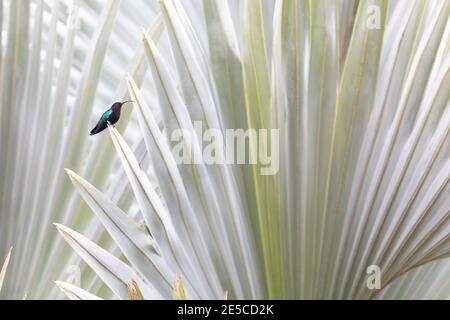 A colorful magenta and blue hummingbird sits in a fan palm Stock Photo