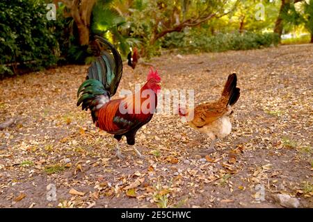 Wild Rooster & Chicken in Key West, Florida, FL USA.  Southern most point in the continental USA.  Island vacation destination. Stock Photo