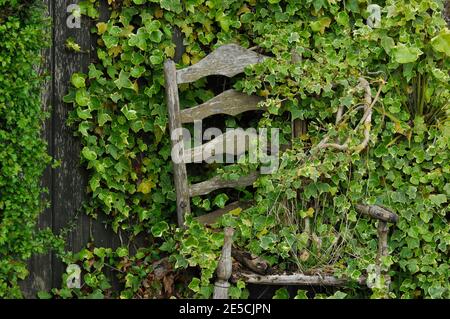 Wooden fence covered with ivy Stock Photo - Alamy
