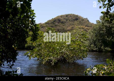 mangroves at  woburn bay marine protected area southern grenada windward islands west indies Stock Photo