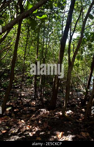 mangroves at  woburn bay marine protected area southern grenada windward islands west indies Stock Photo