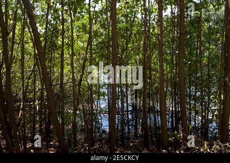 mangroves at  woburn bay marine protected area southern grenada windward islands west indies Stock Photo