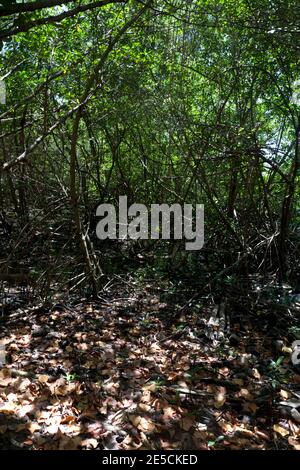 mangroves at  woburn bay marine protected area southern grenada windward islands west indies Stock Photo