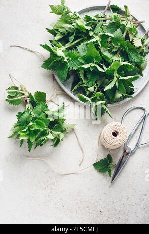Fresh lemon balm leaves tied in bunches, prepared for drying. Stock Photo