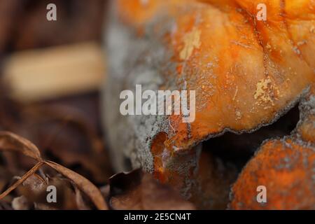 Close up of a pumpkin skin as it rots Stock Photo