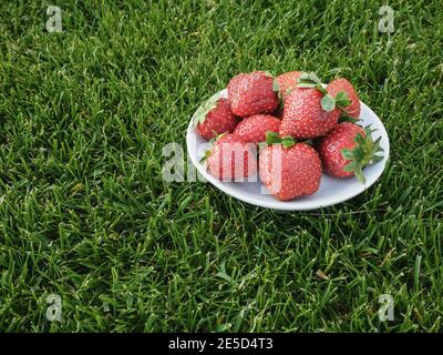Fresh strawberries in white plate on green grass. Copy space. Stock Photo