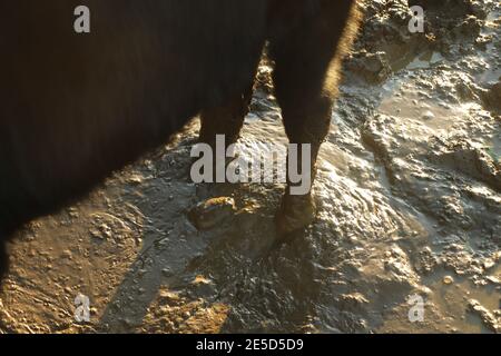 Cows hooves buried deep in the mud Stock Photo