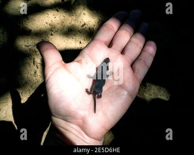 Overhead view of a person holding an Etruscan shrew, Italy Stock Photo