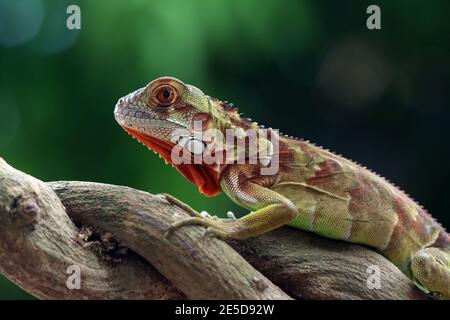 Baby super red iguana on a branch, Indonesia Stock Photo