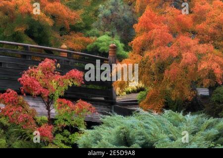 Brilliant autumn colors among the trees at the Tsuru Island Japanese Garden in Gresham, Oregon. Stock Photo