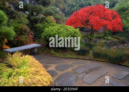 Brilliant autumn colors among the trees at the Tsuru Island Japanese Garden in Gresham, Oregon. Stock Photo