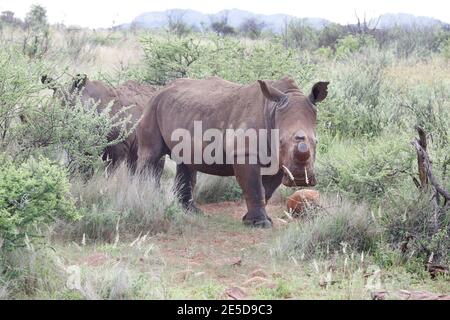 Two dehorned rhinoceros in the bush, Pilansberg Nature Reserve, South Africa Stock Photo